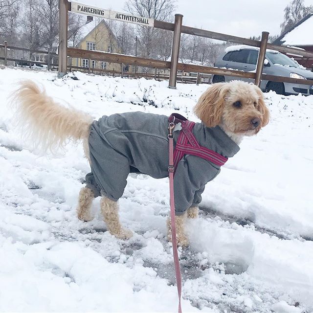 Sista dagen på lägret, idag blir det agility. Super kul!!! Inatt kom det ännu mer snö, mysigt men blött! ️⋆
⋆
⋆
#Lilo #disney #cockerpoo #cockapoo #pudelmix #dog #dogtraining #dogsofinstagram #dogoftheday #reachinggoals #ilovemydog #doggoals #gooddog #doglife #hundträning #hund #activedog #aktivhund #agility #snö #snow #snowdog #kyrkekvarn #läger #hundläger #bestfriendgoals #followme #sverigeshundungdom #hurtta #hurttacollection