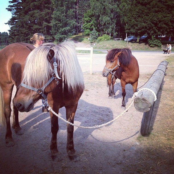 Dör lite..  #hästar #häst #islandshästar #horses #kyrkekvarn #mullsjö #skogen #sötaste
