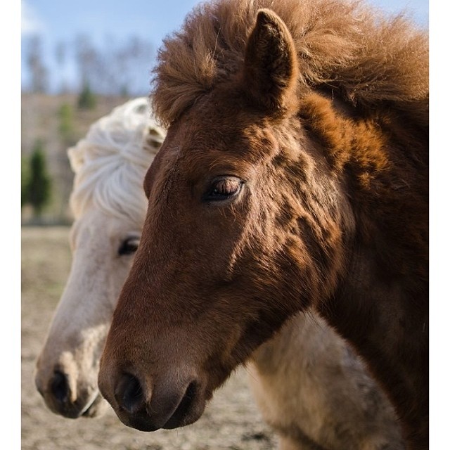 Got inspired by @martina_cardemyr ;) so here's some horses from where i live. #animals_captures #animals #bestofscandinavia #horses #horsestagram #horsesaremylife #horsesofinstagram #islandshäst #icelandichorses #rsa_animals #rsa_rurex #rsa_nature_animals #royalsnappingartists #photowall #photooftheday #kyrkekvarn #sweden #loves_sweden #westcoast_sweden #hästar