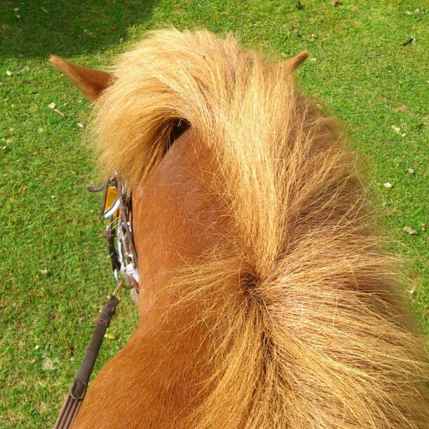 Saknar lägret <3 Hade tjockaste hästen <33 #Eldur #häst #islandshäst #läger #konfaläger #sol #brun #horse #icelandhorse #camp #sun #brown #2013 #summer