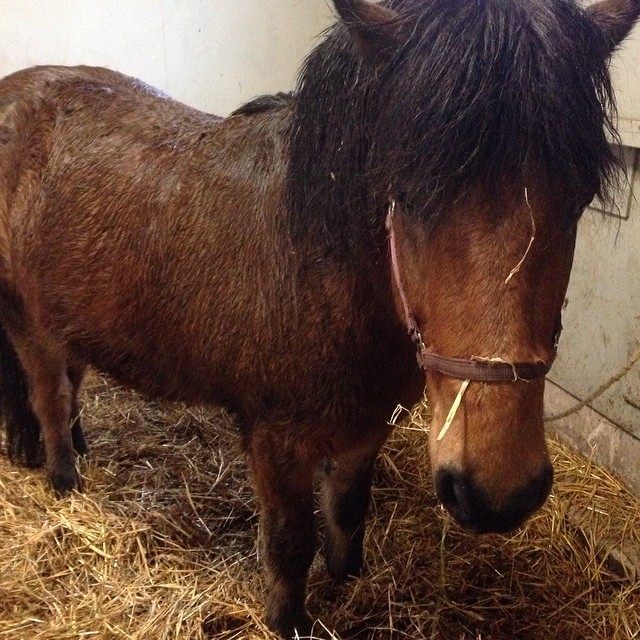 Stör mig inte tack, säger Mimir #horse #islandinghorse #love #lovely #kyrkekvarn #lovely