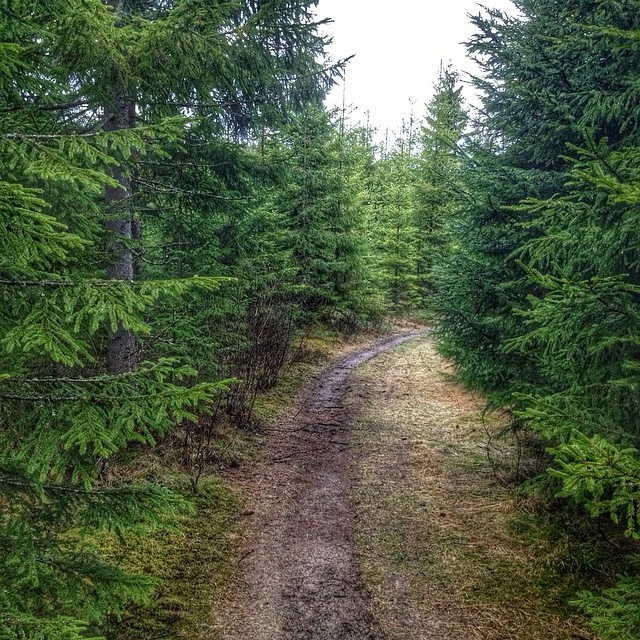 The riding trails for our icelandichorses are never far away if you stay @kyrkekvarn #nature #naturelover #nature_perfection #igdaily #ig_nature #trails #stigar #stig #walking #hiking #riding #kyrkekvarn #woods #trees #forrest #skogen #photowall #photooftheday #picoftheday #sweden #sverige #ic_nature #icelandichorses