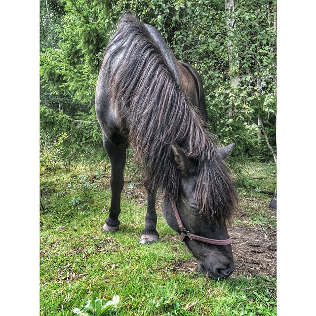 #animals #animal_perfection #horses #horselover #horsestagram #horsesofinstagram #häst #hästar #islandshäst #icelandichorses #kyrkekvarn #thislifetoday #justnow #justapic #sweden #photowall #picoftheday #photooftheday #lunchpaus