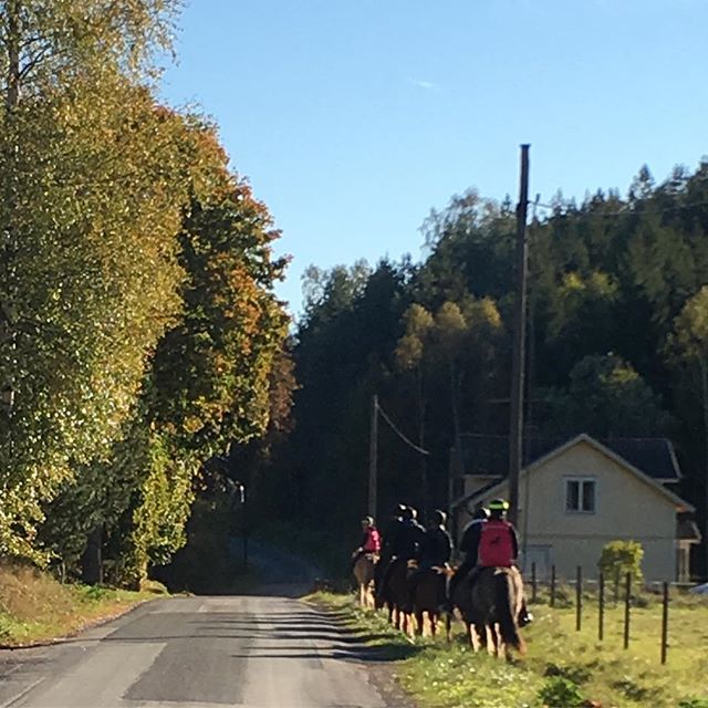 Autumn. Sun. Horsebackriding. We love it ️ #kyrkekvarn #horses #horseriding #hästar #horsebackriding #horses_of_instagram #islandshästar #icelandichorses #instagood #instamood #instaholiday #holiday #vacation #sweden #sverige #lovehorses #riding #canoeing #outdoor #familien #activities #familjeaktiviteter #paddla #friluftsliv #urlaub #schweden #reiten #reiturlaub #islandpferde