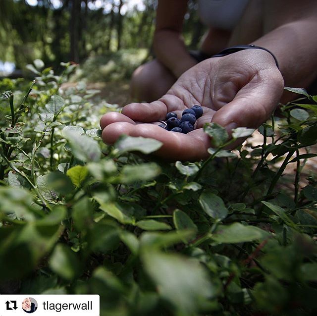 Dessa små godingar (blåbär) finns det gott om i skogarna runt #kyrkekvarn 
Repost @tlagerwall (@get_repost)
・・・
Blåbär! // Blueberries! #skog #blåbär #wildlife