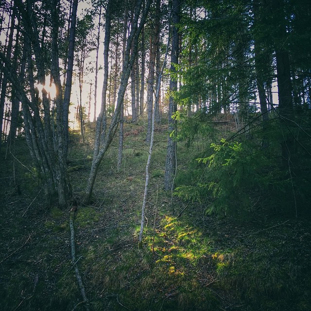#dod_faroffview #gogreen #ig_week #ig_sweden #igworldquest #igscandinavia #ig_masterpiece #ig_week_nature #bestofscandinavia #jj_nature #nature #nature_perfection #hdr_perfection #iphone6 #iphonephotography #rsa_nature #rising_perfection #skog #sweden #kyrkekvarn #sverige