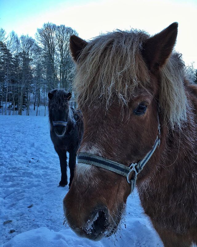 Eldur ️

#kyrkekvarn #horses #horseriding #hästar #horsebackriding #horses_of_instagram #islandshästar #icelandichorses #instagood #instamood #instaholiday #holiday #vacation #sweden #sverige #lovehorses #riding #canoeing #outdoor #familien #activities #familjeaktiviteter #winter #paddla #friluftsliv #urlaub #schweden #january #seasonalpic
