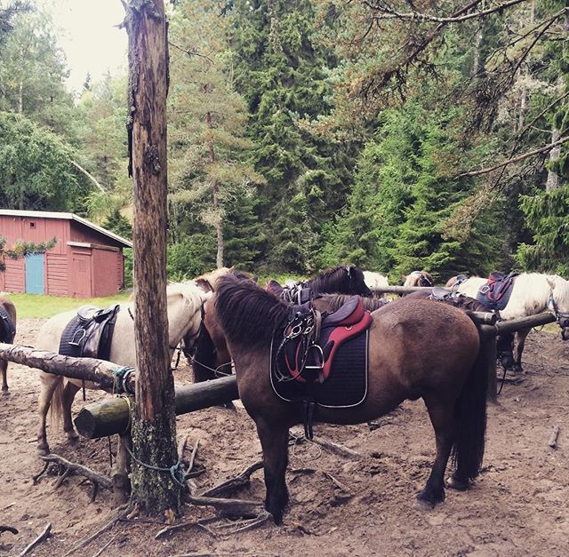 Fikapaus med #kollegor och #islandshästar  #kyrkekvarn #kyrkekvarnsislandshästar #häst #ponny #lördag #jobbaivaggeryd #turridning #fika #skog #natur