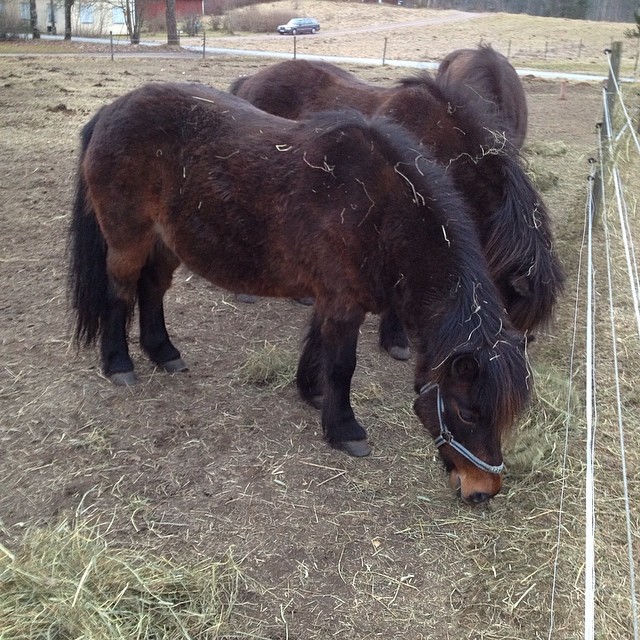 Food time :)
#eat #meal #hö #hästar #pony #ponys #horses #horseriding #horsebackriding #horses_of_instagram #lovehorses #kyrkekvarn #sweden #dinner #omnomnom #ponies