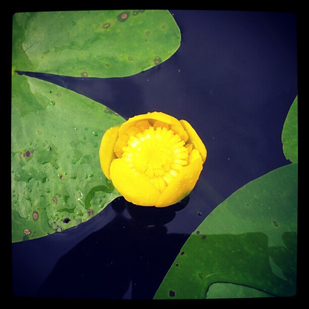 #gulnäckros #yellowwaterlily #tidan  #kyrkekvarn  #sweden
