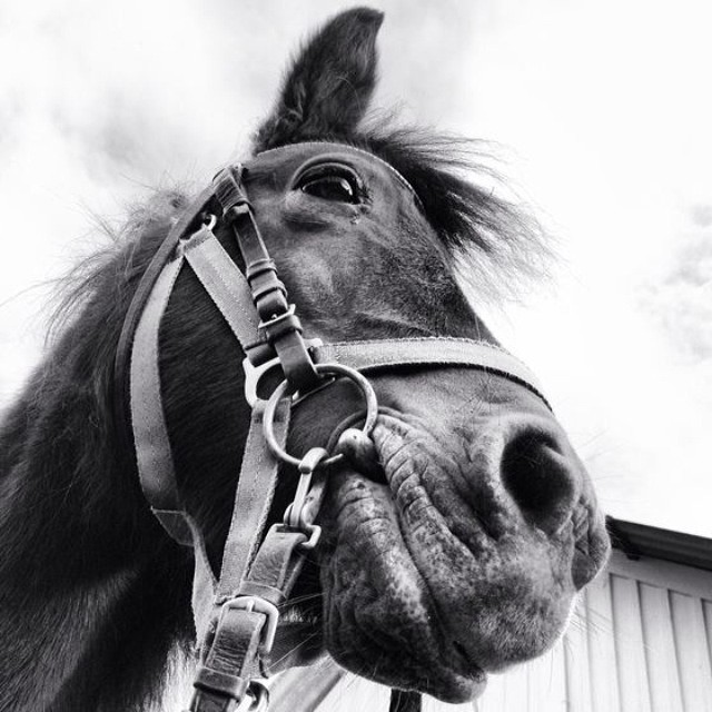 Hästen Agnes. 
#kyrkekvarn #blackandwhite #blackandwhite_perfection #häst #horses #horseriding #animals #djur #discoversweden #sweden #pony #ponys #picoftheday #photooftheday #ink361 #igdaily #instagood #photo 
Photo: @henrikspixlar