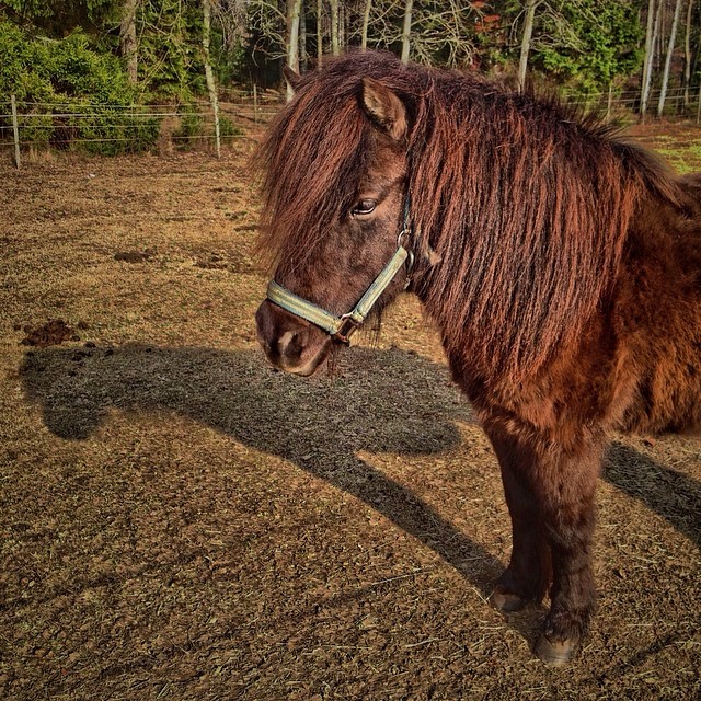 Hästen Hulda. One of our ponies.
#pony #ponys #horses #horseriding #ponies #cute #beauty #sweet #animals #kyrkekvarn #sun #sunshine #spring #is #in #the #air #lovehorses #sweden