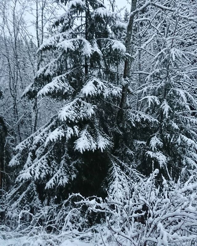 Hej, mitt vinterland ️️ #millieville #lindashunderi #kyrkekvarn  #hundinstruktör #hundkurs #hundkurser #workshop #rallylydnad #snö #vinter #snow #winter #sverigeshundungdom