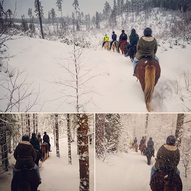 Horsback riding at Kyrkekvarn in wintarlandscape. Some days are better than other... ☃☃ #kyrkekvarn 
#islandshästar
#winter