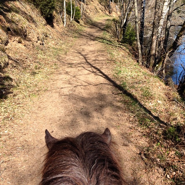 #horse #horses #kyrkekvarn #nature #sun #riding #island #islandinghorse #life #lovely