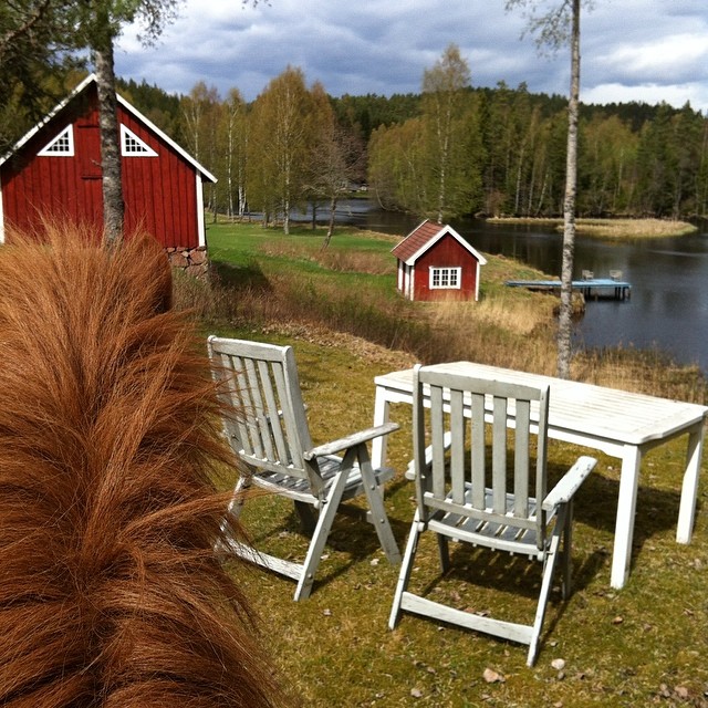 I dejlige Sverige på hesteryg ️ #sweden #kyrkekvarn #islænderheste #islænder #icelandichorse #sverige