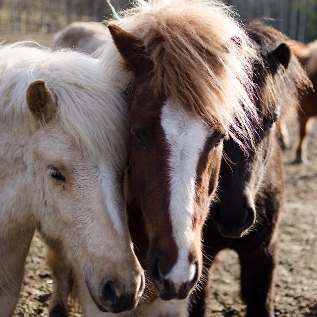 Icelandichorses @kyrkekvarn
#häst #hästar #horses #horseriding #horsebackriding #instagood #horses_of_instagram #icelandichorses #islandshästar #kyrkekvarn #picoftheday #photooftheday #photowall #sweden #sverige #ink361 #lovehorses