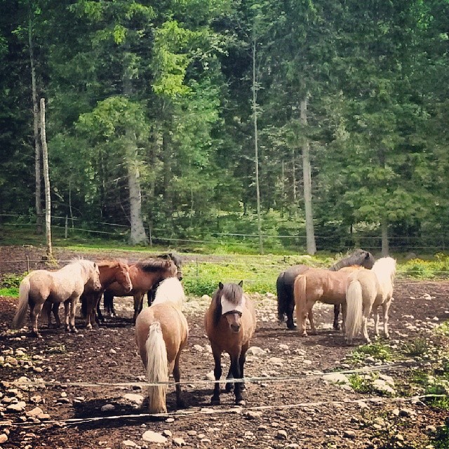 [Kyrkekvarn]
Ett helt gäng med härliga islandshästar.  Dagens skogstur på hästryggen gav mersmak... nästa gång vill jag nog testa lite galopp också :-)
#töltkräversportbh
#islandshästar
#kyrkekvarn