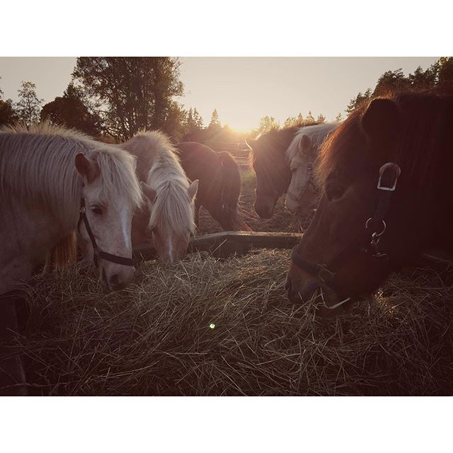 #kyrkekvarn #horses #horseriding #hästar #horsebackriding #horses_of_instagram #islandshästar #icelandichorses #instagood #instamood #instaholiday #holiday #vacation #sweden #sverige #lovehorses #riding #canoeing #outdoor #familien #activities #familjeaktiviteter #kajak #paddla #friluftsliv #urlaub #schweden #oktober