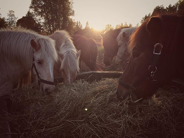#kyrkekvarn #horses #horseriding #hästar #horsebackriding #horses_of_instagram #islandshästar #icelandichorses #instagood #instamood #instaholiday #holiday #vacation #sweden #sverige #lovehorses #riding #canoeing #outdoor #familien #activities #familjeaktiviteter #kajak #paddla #friluftsliv #urlaub #schweden #oktober