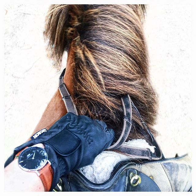 Miss this ️
#islandshäst #kyrkekvarn #riding #danielwellington #inspo #tumblr