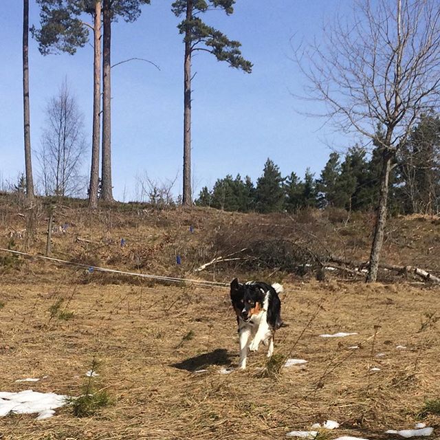 Mitt vackra bushjärta Det tar allt lite på snön nu iaf! #sundhundmat #svansvift #pielaholisticdogs #nutrolinlife #hundskolorna #kyrkekvarn #bordercollie #bordercolliesofinstagram #dogsofinstagram #dogoftheday #mybeautifulboy #happy #love #amazing #iphoneonly #weeklyfluff #pälskling