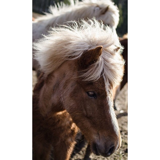 More horses...
#animals #animals_captures #bestofscandinavia #hästar #horses #horsestagram #horsesofinstagram #horsesaremylife #islandshäst #icelandichorses #kyrkekvarn #loves_sweden #master_shots #photowall #photooftheday #patina_perfection #rsa_rurex #rsa_rural #rsa_animals #royalsnappingartists #sweden #wu_sweden
