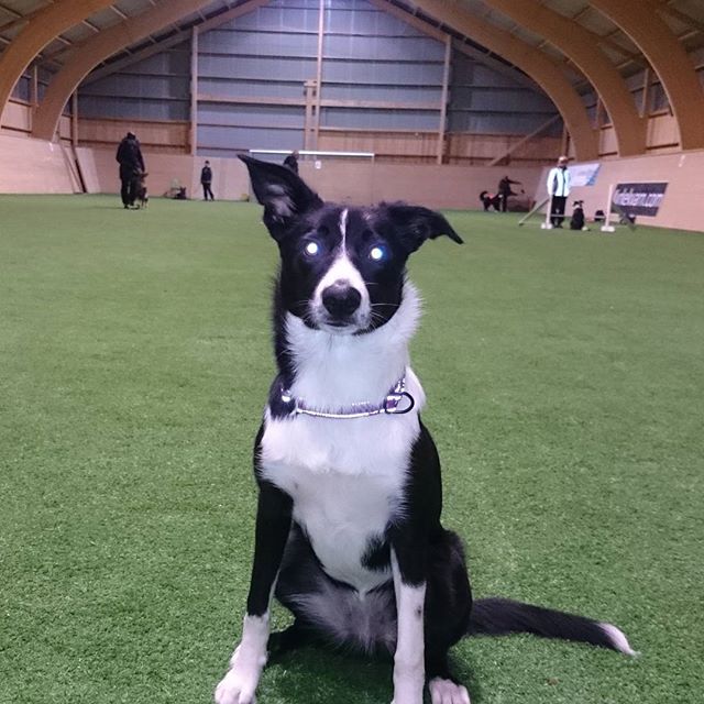 My little darling  We have been training inside for the first time today and she just did wath I said as long as she got her ball or a treat  a little disturb when the other dogs barked or ran after a ball or something but I am so pleased with her  #obedience #lydnad #kyrkekvarn #hundträff.se #bordercolliesofinstagram #bordercollie #bordercolliepuppy #greisworkingfixa