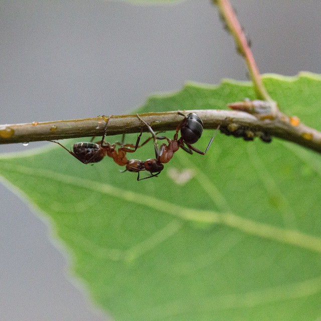 #myrer #ants #workingmen #arbejdere #nature #natur #macro #sweden #kyrkekvarn