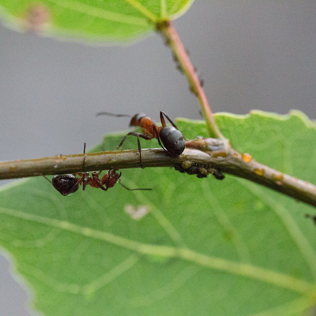 #myrer #ants #workingmen #arbejdere #nature #natur #macro #sweden #kyrkekvarn
