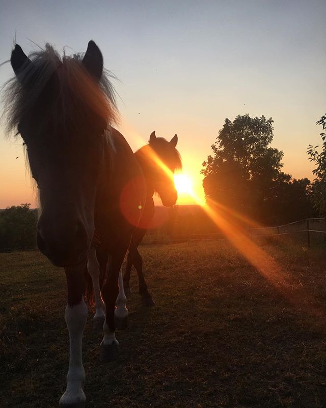 No heaven can heaven be, if my horse isn’t there to welcome me. ️