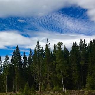 #nordicwalking #nature #forrest #mullsjö #hökensås #gravsjö #småland #astridlindgrensvärld #jönköping #closeto #habokyrka #habo #church #gunillaberg #visitsmaland #kyrkekvarn #animalsfirst #nohunting #blueskys #white #clouds #sållerehemmet