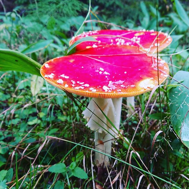 Pretty and poisonous just like me  #kyrkekvarn #tjejerpåvift #poisonous #flyagaric
