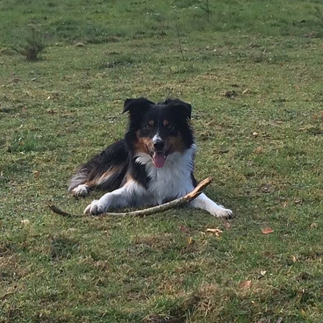 Repost @flizan ⠀
. . .⠀
This One and all of his funny poses #sundhundmat #svansvift #färskfoder #elitblandningtillminaelithundar #pielaholisticdogs #nutrolinlife #hundskolorna #kyrkekvarn #bordercollie #agilitydog #mybeautifulboy #dogsofinstagram #alwaysbymyside #happy #love #awesome #swedishdog #bestwoof #weeklyfluff #instadog