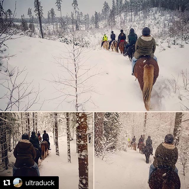 #Repost @ultraduck (@get_repost)
・・・
Horsback riding at Kyrkekvarn in winter landscape. Some days are better than others... ☃☃ #kyrkekvarn 
#islandshästar
#winter