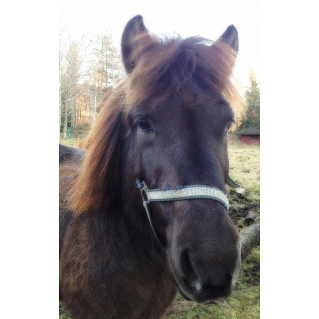 Snottra II. 
#häst #horse #horses #ilovehorses #icelandic #icelandichorses #islandshäst #animal #instahorse #igdaily #kyrkekvarn #rida #ridning #aktiviteter #sweden #igsweden #beauty #island #cute #islendskurhestur