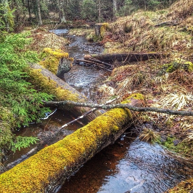Some of our beautiful surroundings @kyrkekvarn. 
Photo: @henrikspixlar

#nature #naturelover #ig_nature #igdaily #ic_nature #nature_perfection #kyrkekvarn #bestofscandinavia #instadaily #instagood #instamood #photowall #picoftheday #photooftheday #sweden #sverige #skogen #skog #forrest #creek