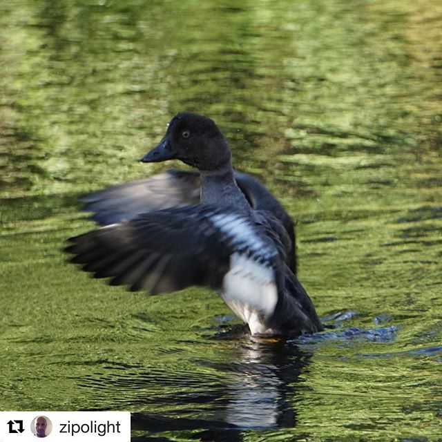 The nature around Kyrkekvarn has lots of different birds and other animals such as rabbits, squirrels and if you're lucky you might even spot an elk. So don't forget to bring your camera and/or binoculars.

#Repost @zipolight with @repostapp
・・・
#kyrkekvarn #kanotcenter #sandhem #fågel #birds #birdlife #wildlife #nature #outdoor #water