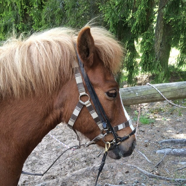 Veckans häst: Gjosta född 2000

En mycket vänlig häst med mycket mjuka gångarter! Funkar bra för både den vane och ovana ryttaren ️