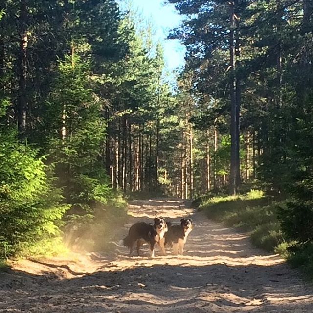 When the dust settles... #sundhundmat #svansvift #färskfoder #elitblandningtillminaelithundar #pielaholisticdogs #nutrolinlife #kyrkekvarn #bestboys #bordercolliesofinstagram #bordercollielovers #pälskling #alwaysbymyside #petstagram #love #happy #runningfree #brothers #awesome #beautifulday #beautifulplace #sunnyday #evningwalk #forrestwalk #hund #mybeautifulboy